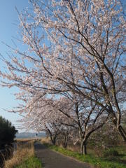 青空の桜