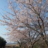 青空の桜