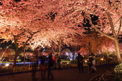 桜と一緒に