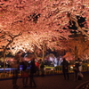 桜と一緒に