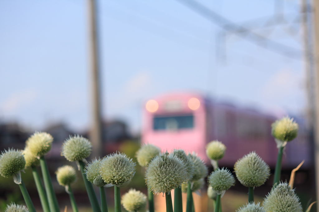 ねぎ坊主と桜色電車