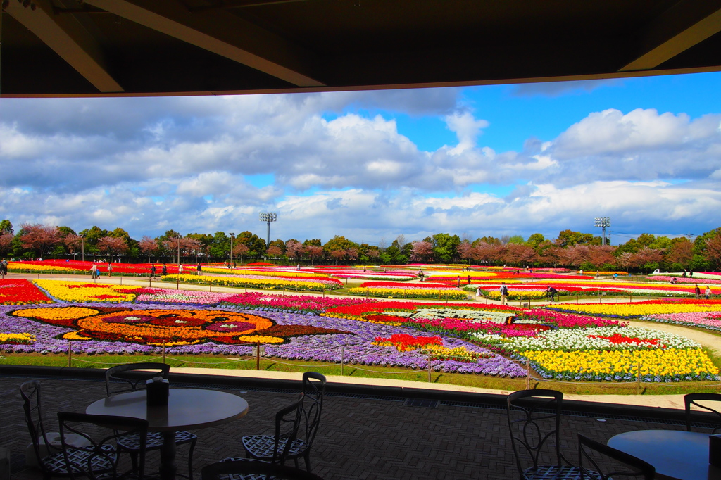 チューリップ園
