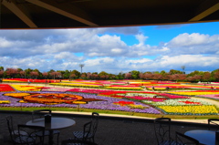 チューリップ園