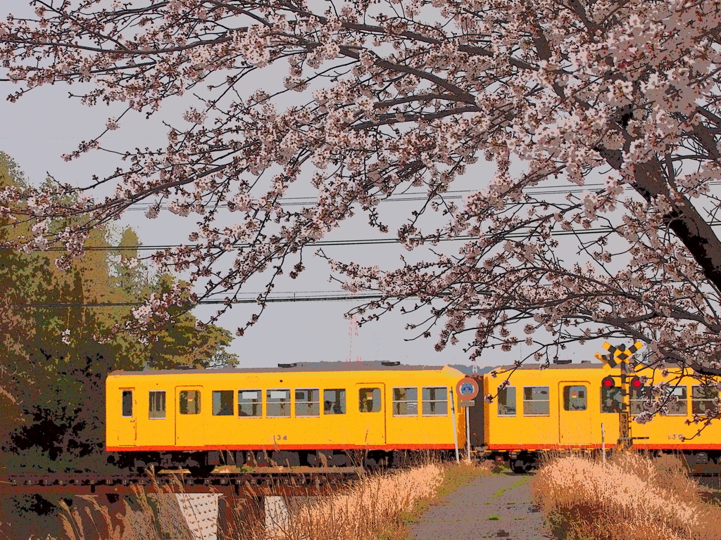 桜電車