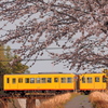 桜電車