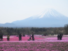 富士芝桜