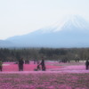 富士芝桜