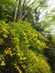 山吹