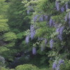 自然の藤