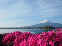 富士山と芝桜