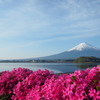 富士山と芝桜