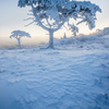 茶臼山の樹氷と朝日