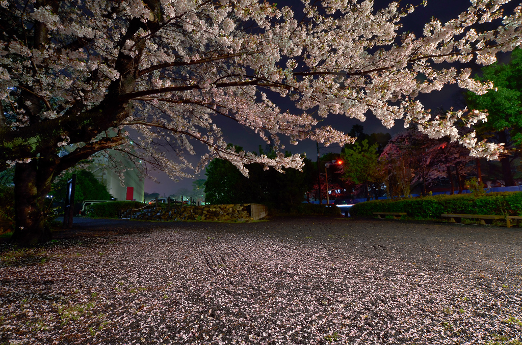 桜の絨毯