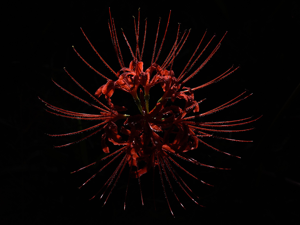 紅色づく
