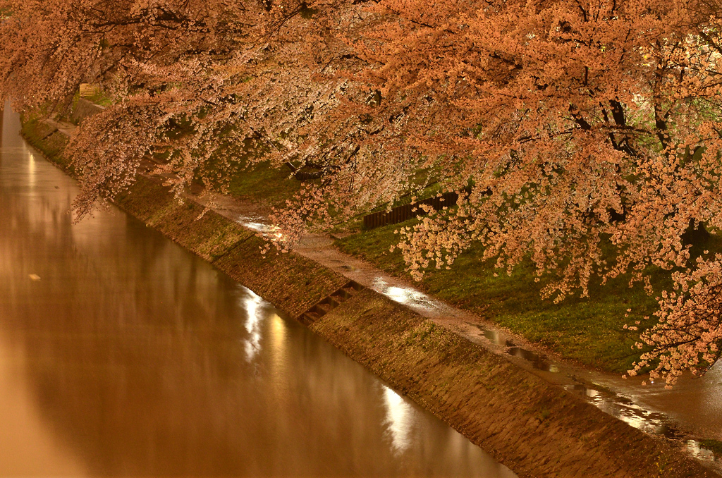 雨の桜道
