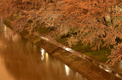 雨の桜道