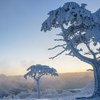 茶臼山の樹氷