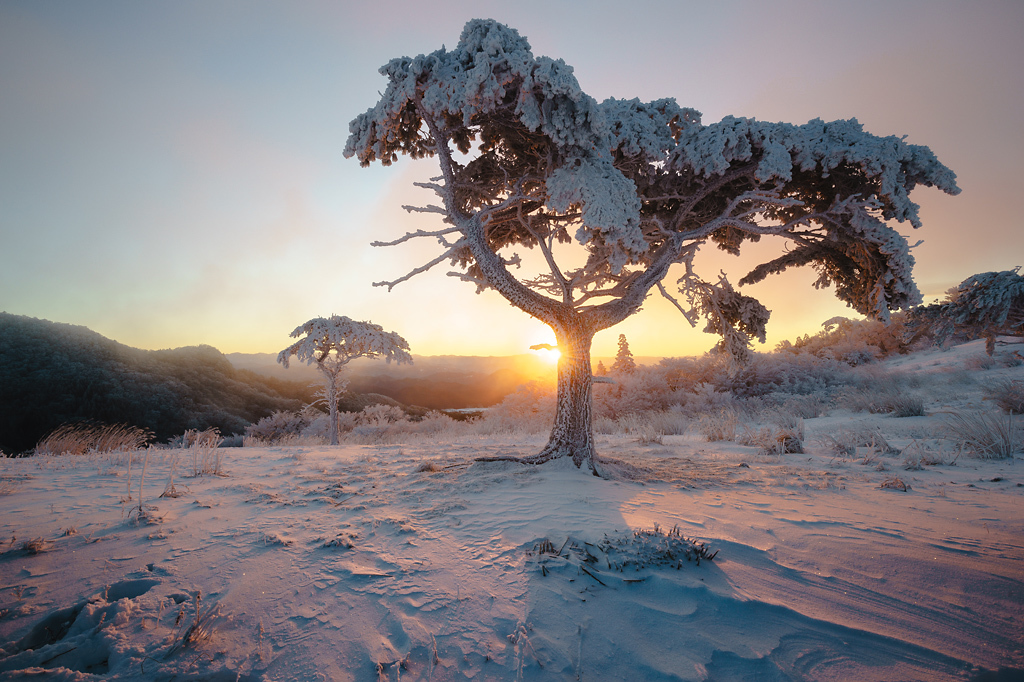 茶臼山の樹氷と日の出