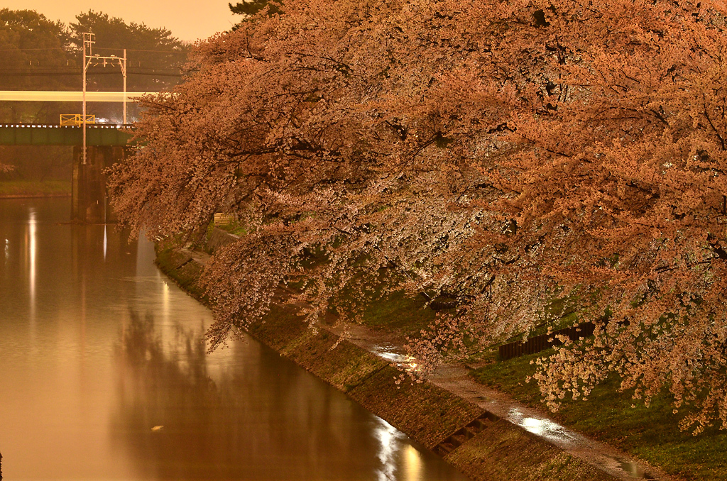 雨の桜道 part2