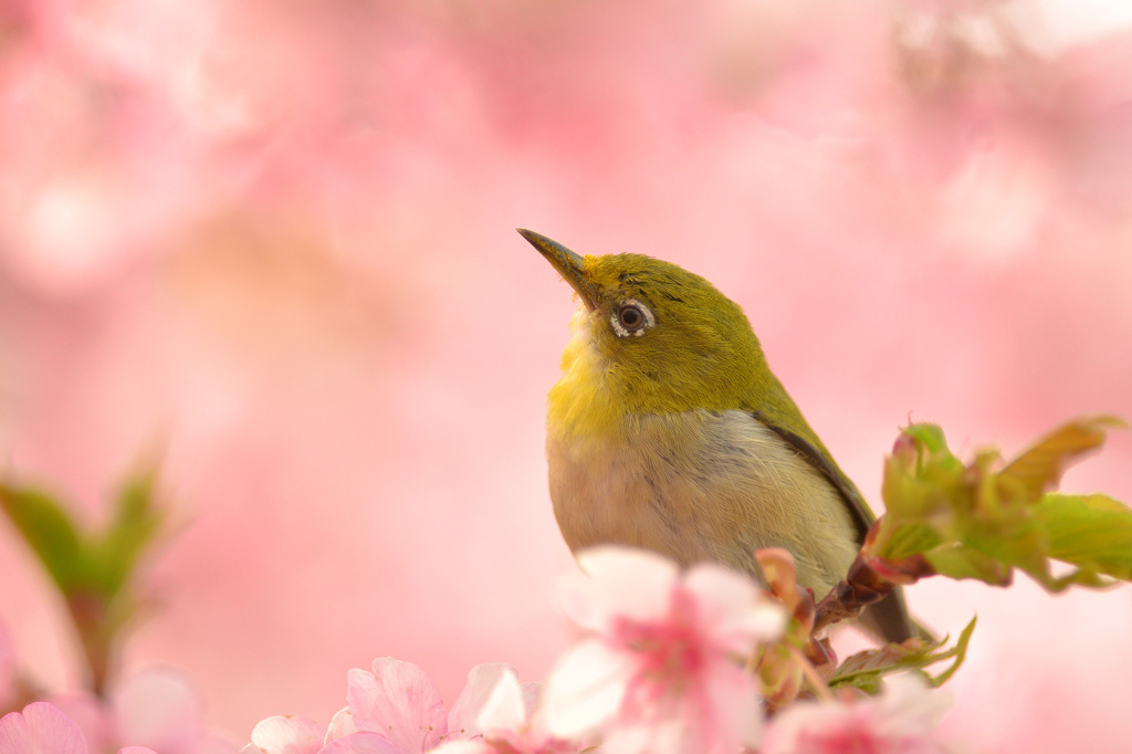特等席でお花見中