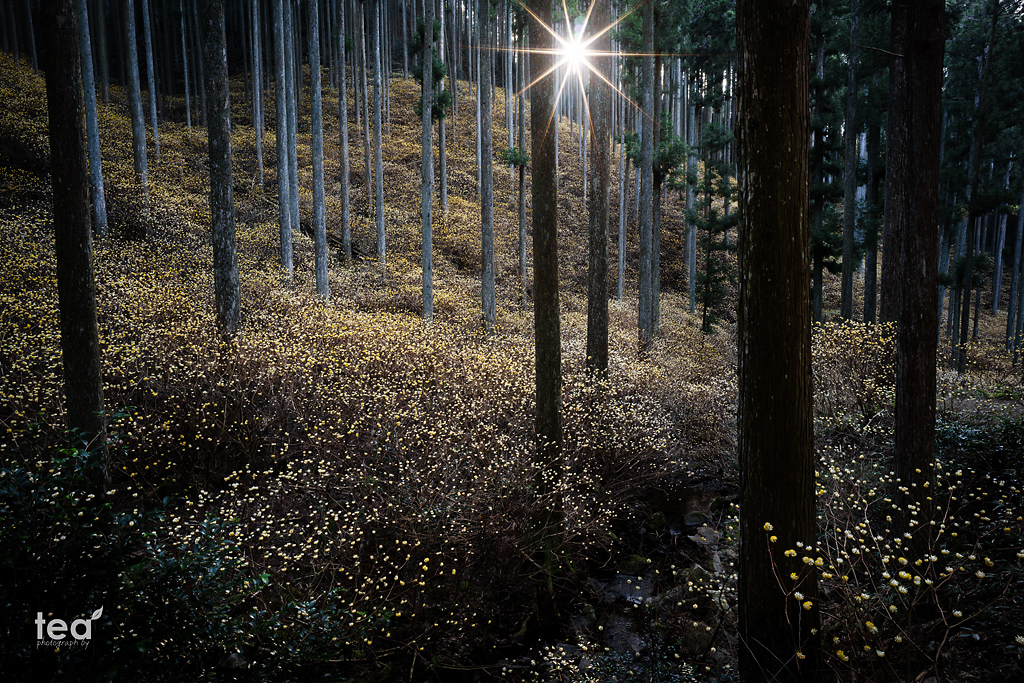 Gold forest