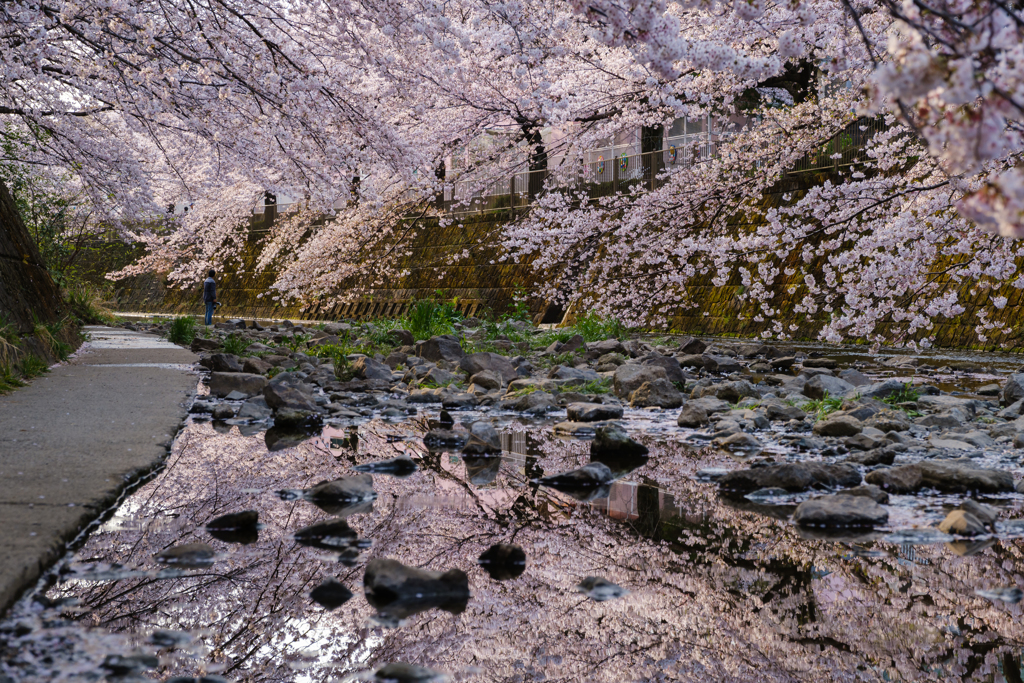 川面に桜