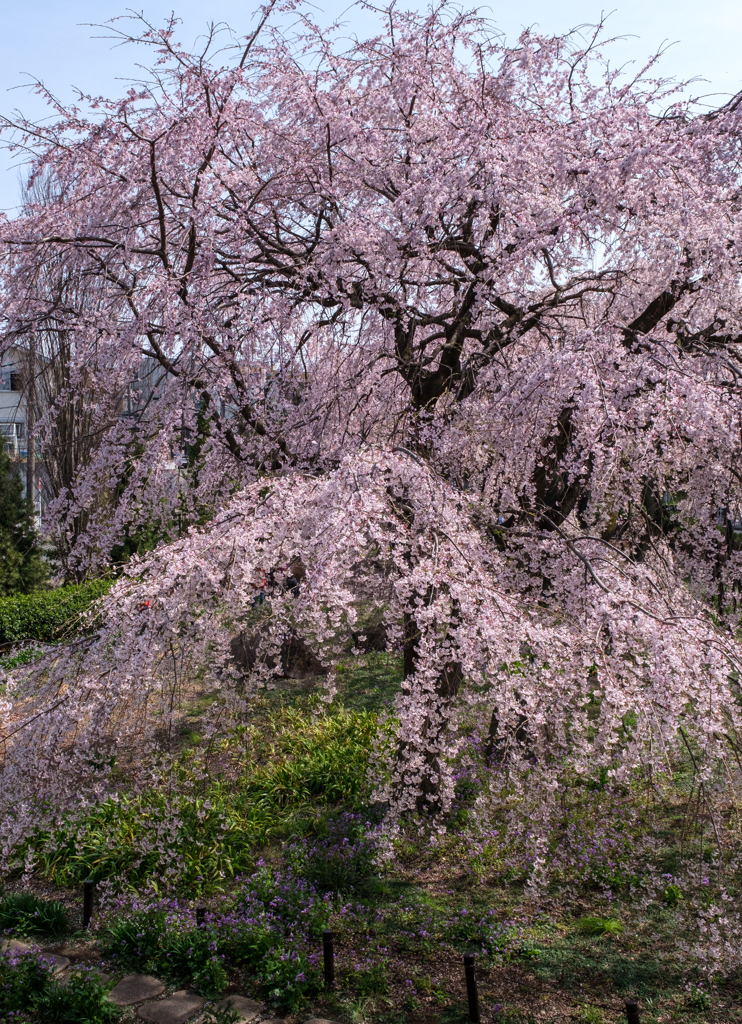 東郷寺の枝垂桜2