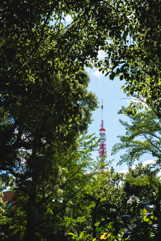 新緑から望む東京タワー