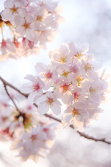 朝日照らす桜