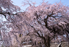 東郷寺の枝垂桜