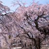 東郷寺の枝垂桜