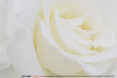 ｗｈｉｔｅ　rose