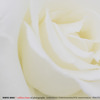 ｗｈｉｔｅ　rose
