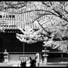 桜とねこの親子（手書きｗｗ）
