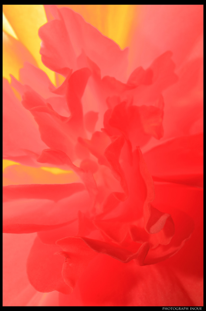 透ける花