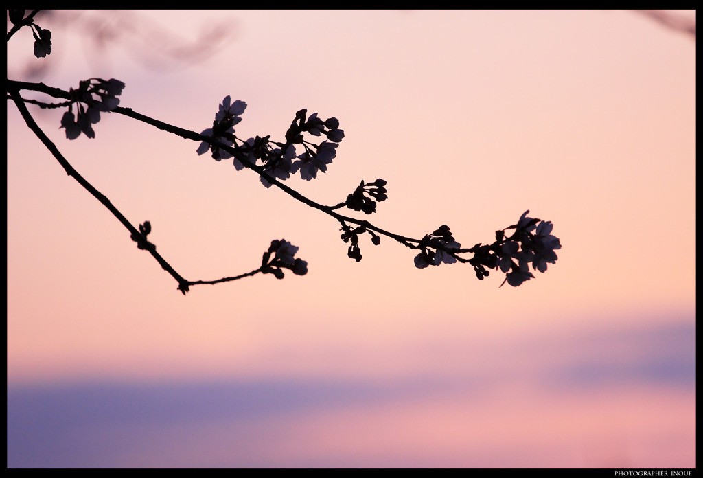 夕桜