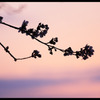 夕桜