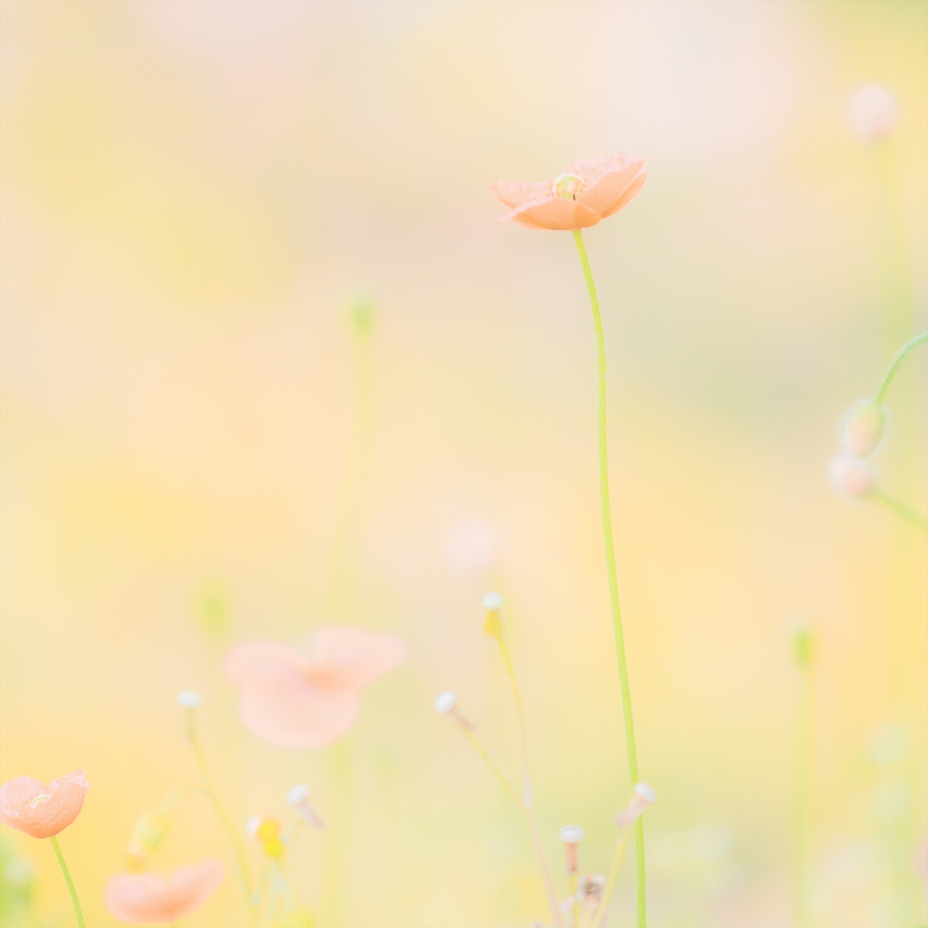 ひなげし