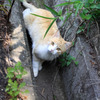 見下げれば猫