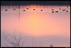 夕陽に染まる池と