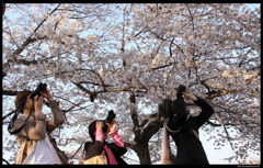 カメラ仲間と鑑桜会