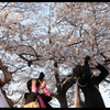 カメラ仲間と鑑桜会