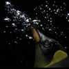 ペンギンの呼吸