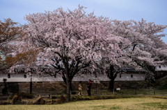 勝龍寺城跡の桜