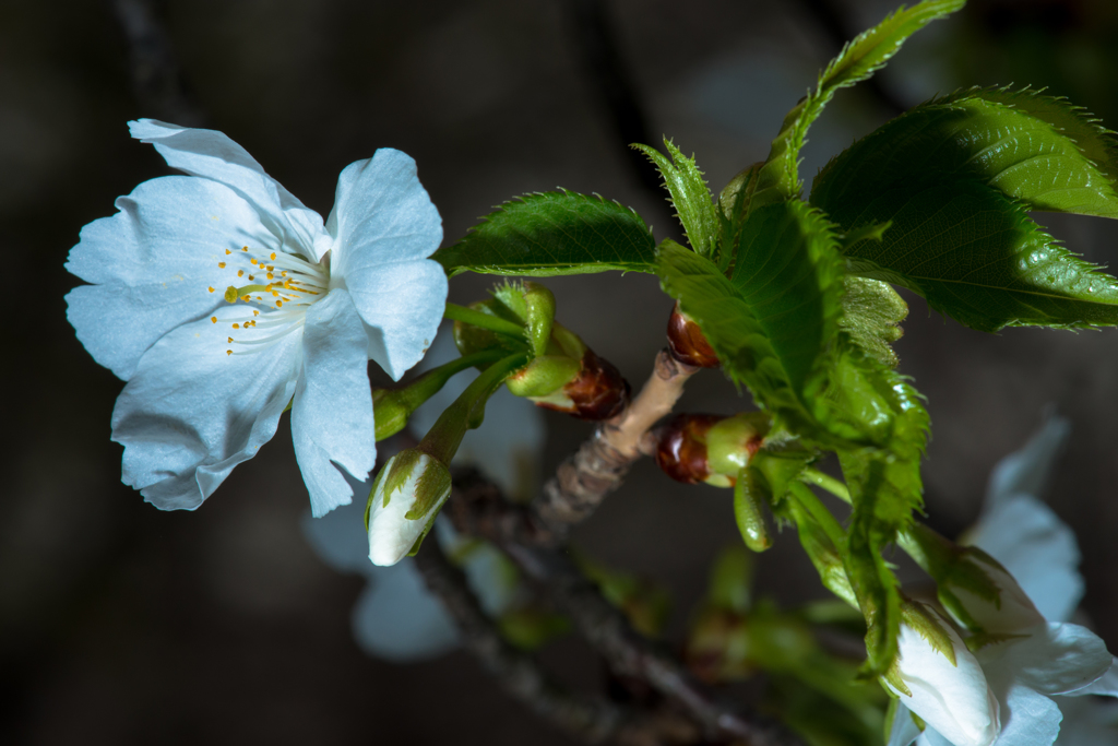 桜