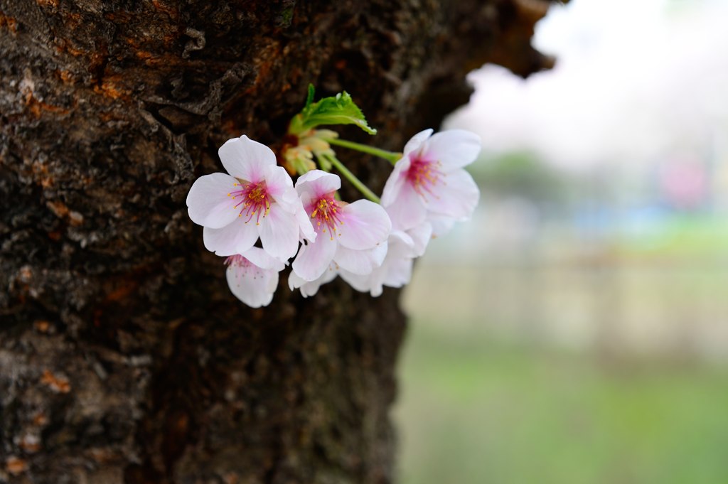 SAKURA