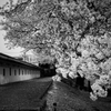 勝龍寺城跡の桜モノクロ