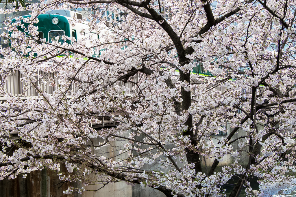 桜鉄道