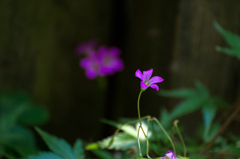 花（名前わからず）