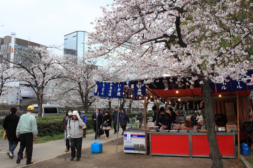 大川の桜